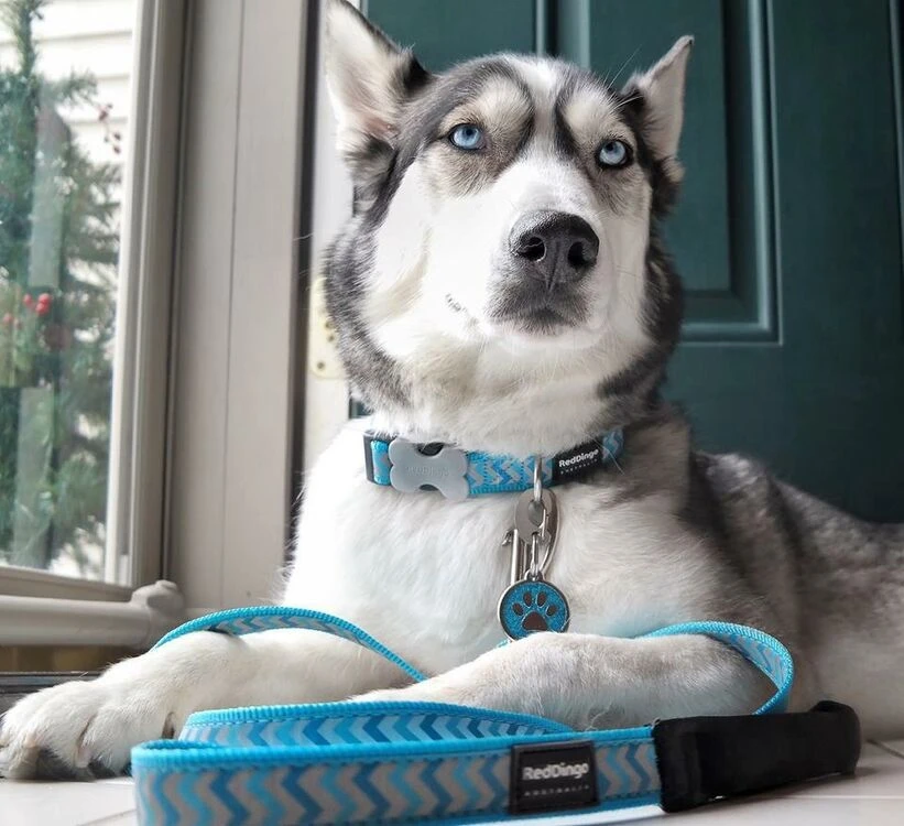 Red Dingo Glitter Engraved Dog Tag Heart Hot Pink 5 Red Dingo Glitter Engraved Dog Tag Heart Hot Pink - Image 3