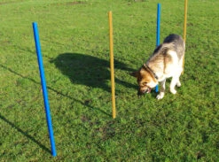 Pet Brands Dog Agility Slalom Poles (5 Pack)