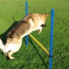 Pet Brands Dog Agility Hurdle Jump -PetJoy Shop 10482b hurdle jump