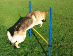 Pet Brands Dog Agility Hurdle Jump