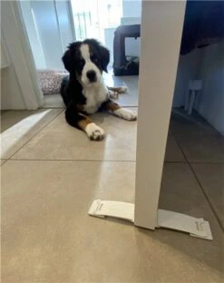 DogSpace Puppy Proofing Starter Kit -PetJoy Shop 2540 9 6 m1 28600x60029