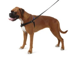 Ancol Pure Dog Listeners Harness & Lead Set Large 71 - 92cm -PetJoy Shop 34979 2