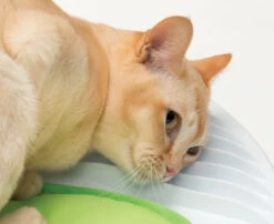 Catit Senses 2.0 Wellness Centre 12 Catit Senses 2.0 Wellness Centre -PetJoy Shop 43153 catit senses wellness center with cat 03