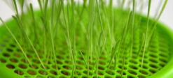 Catit Senses 2.0 Grass Planter -PetJoy Shop 43161 senses 2.0 grass planter close up