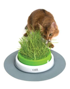 Catit Senses 2.0 Grass Planter -PetJoy Shop 43161 senses 2.0 grass planter heroshot