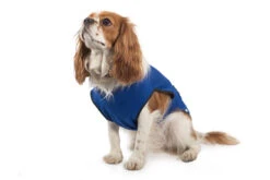 Blue Dog Cooling Vest