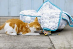 Petface Little Petface Cat Donut -PetJoy Shop 60c080db2ad313.14779880