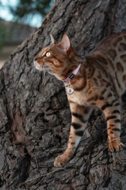 Red Dingo Stainless Steel Engraved Dog Tag Bumble Bee Pink -PetJoy Shop Bernie Cat Collar Pink