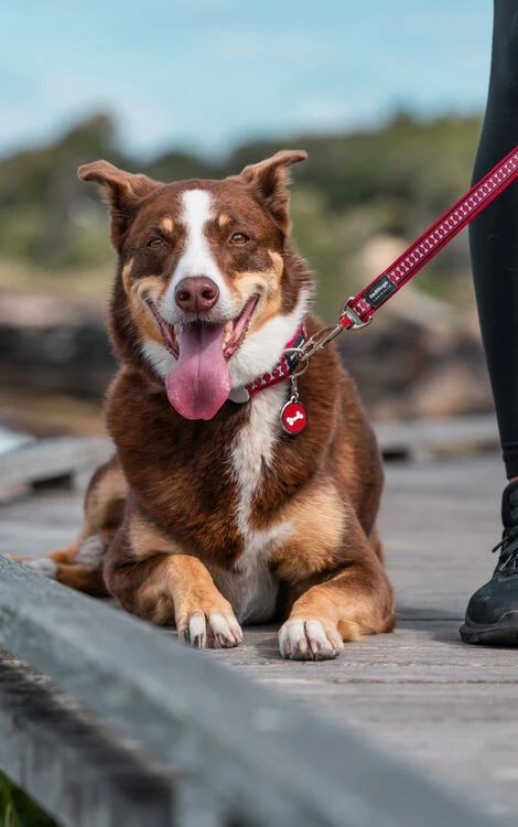 Red Dingo Stainless Steel Engraved Dog Tag Fire Hydrant Red 5 Red Dingo Stainless Steel Engraved Dog Tag Fire Hydrant Red - Image 3