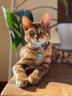 Red Dingo Stainless Steel Engraved Dog Tag Fish Skeleton Brown 8 Red Dingo Stainless Steel Engraved Dog Tag Fish Skeleton Brown -PetJoy Shop Cat Collar Classic Light Blue 1SK 1