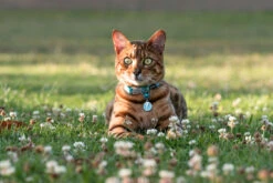 Red Dingo Stainless Steel Engraved Cat Tag Fish Black -PetJoy Shop Cat Collar Reflective Ziggy Turquoise 3