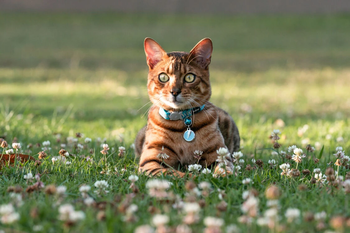 Red Dingo Stainless Steel Engraved Cat Tag Fish Light Blue 5 Red Dingo Stainless Steel Engraved Cat Tag Fish Light Blue - Image 3