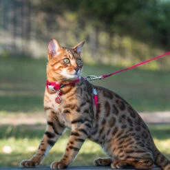 Red Dingo Stainless Steel Engraved Cat Tag Kitten Orange -PetJoy Shop Cat Harness and Lead Classic Red 10