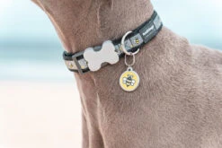Red Dingo Stainless Steel Engraved Dog Tag Bumble Bee Yellow 8 Red Dingo Stainless Steel Engraved Dog Tag Bumble Bee Yellow -PetJoy Shop Dog Collar Bumble Bee Black