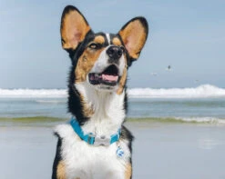 Red Dingo Stainless Steel Engraved Dog Tag Dog House Green 8 Red Dingo Stainless Steel Engraved Dog Tag Dog House Green -PetJoy Shop Dog Collar Classic Turquoise 1CB 15