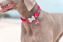 Red Dingo Stainless Steel Engraved Dog Tag Bone Black -PetJoy Shop Dog Collar Flying Bones Red 2