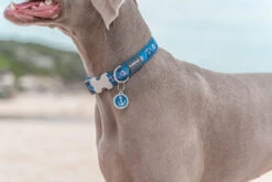 Red Dingo Stainless Steel Engraved Dog Tag Peace Yellow -PetJoy Shop Dog Collar Nautical Navy 17