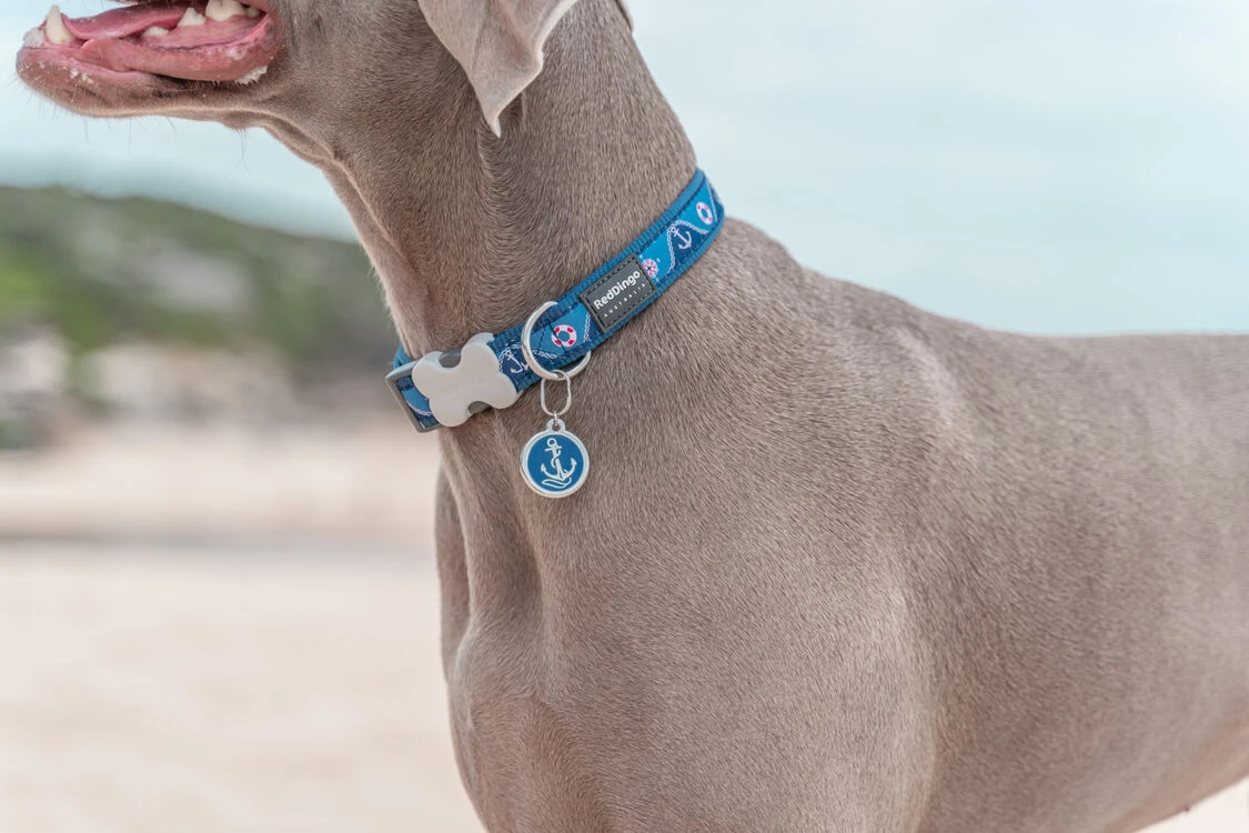 Red Dingo Stainless Steel Engraved Dog Tag Nickelodeon Paw Patrol Everest Aqua MED 5 Red Dingo Stainless Steel Engraved Dog Tag Nickelodeon Paw Patrol Everest Aqua MED - Image 3