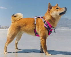 Red Dingo Glitter Engraved Dog Tag Unicorn Aqua -PetJoy Shop Dog Harness Padded Harness Hot Pink XUC