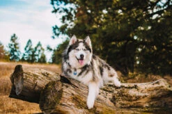 Red Dingo Stainless Steel Engraved Dog Tag Flash Black -PetJoy Shop Flash Tag Dark Blue