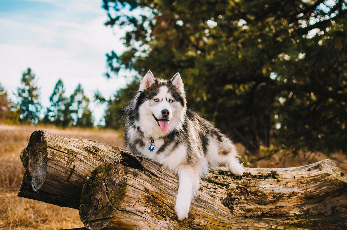 Red Dingo Stainless Steel Engraved Dog Tag Flash Light Blue 5 Red Dingo Stainless Steel Engraved Dog Tag Flash Light Blue - Image 3