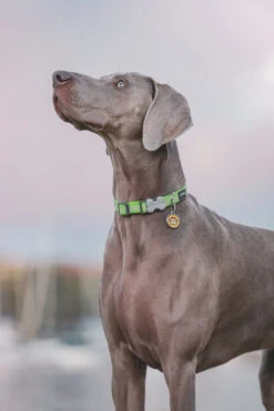 Red Dingo Stainless Steel Engraved Dog Tag Monkey Yellow -PetJoy Shop Monkey Tag 2