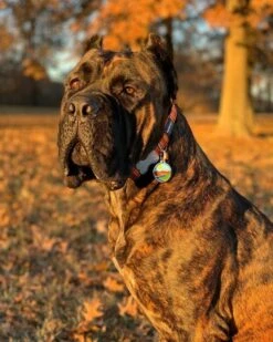 Red Dingo Stainless Steel Engraved Dog Tag Alphabet Tag Letter P Red 8 Red Dingo Stainless Steel Engraved Dog Tag Alphabet Tag Letter P Red -PetJoy Shop Mountain Tag 1