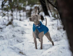 Red Dingo Stainless Steel Engraved Dog Tag Heart Hot Pink -PetJoy Shop Puffer Jacket BlueFront