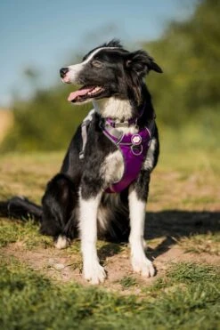 Red Dingo Stainless Steel Engraved Dog Tag Daisy Flower Yellow 8 Red Dingo Stainless Steel Engraved Dog Tag Daisy Flower Yellow -PetJoy Shop Purple Harness CollieHR 2 5