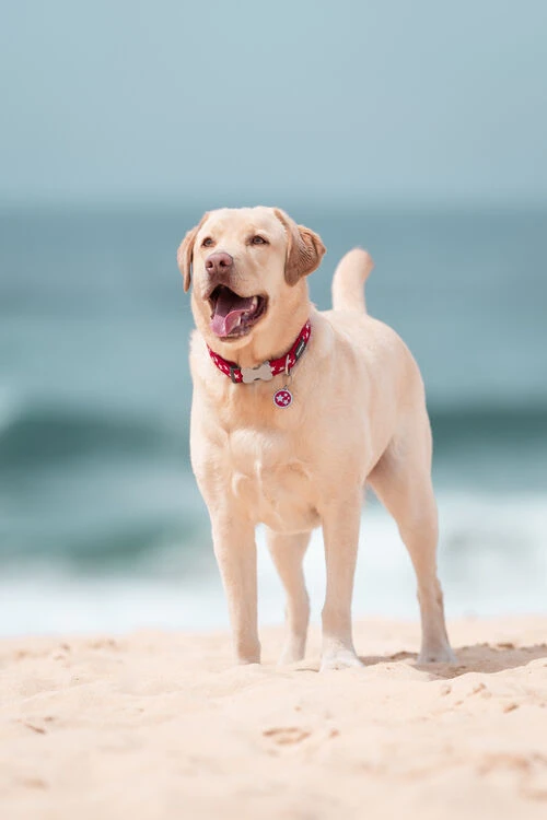 Red Dingo Stainless Steel Engraved Dog Tag Stars Light Blue 5 Red Dingo Stainless Steel Engraved Dog Tag Stars Light Blue - Image 3