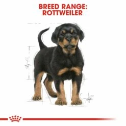 ROYAL CANIN® Rottweiler Puppy Dry Dog Food -PetJoy Shop a9lszjuqnwjtnfueylwp
