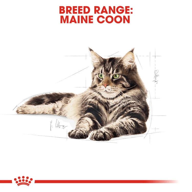 ROYAL CANIN® Maine Coon Adult Dry Cat Food 10 ROYAL CANIN® Maine Coon Adult Dry Cat Food - Image 8