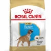 ROYAL CANIN® Boxer Puppy Dry Food 2 ROYAL CANIN® Boxer Puppy Dry Food -PetJoy Shop cmj0iblvs86007dhwhqv