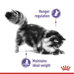 ROYAL CANIN® Appetite Control Care In Jelly Adult Wet Cat Food 14 ROYAL CANIN® Appetite Control Care In Jelly Adult Wet Cat Food -PetJoy Shop dh40i3mr7jfuqsjgny3e