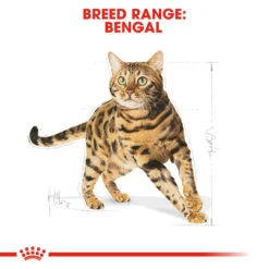 ROYAL CANIN® Bengal Adult Dry Cat Food 17 ROYAL CANIN® Bengal Adult Dry Cat Food -PetJoy Shop dod8n9xmdoaihu2qnuae