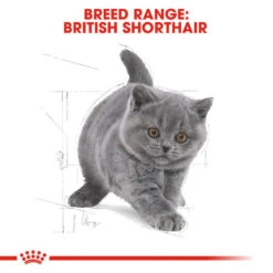 ROYAL CANIN® British Shorthair Kitten Dry Food -PetJoy Shop glnoopvzzeh0ooalitt4