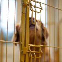 Lords & Labradors 6 Panel Play Pen 80cm Gold 6 Lords & Labradors 6 Panel Play Pen 80cm Gold -PetJoy Shop gold puppy play pen 4