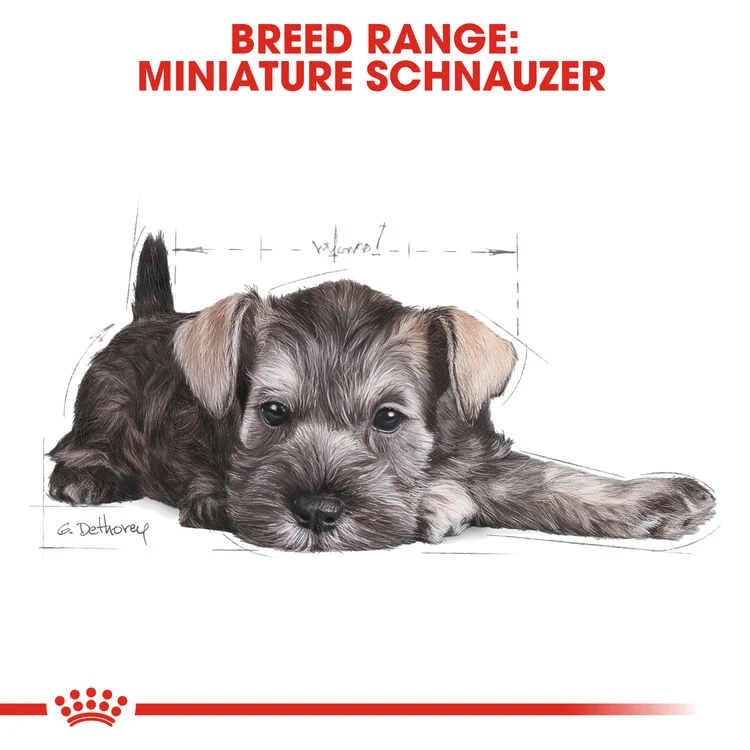 ROYAL CANIN® Miniature Schnauzer Puppy Dry Food 8 ROYAL CANIN® Miniature Schnauzer Puppy Dry Food - Image 6