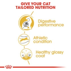 ROYAL CANIN® Bengal Adult Dry Cat Food 16 ROYAL CANIN® Bengal Adult Dry Cat Food -PetJoy Shop lngk7n5ecurrxxorgib7