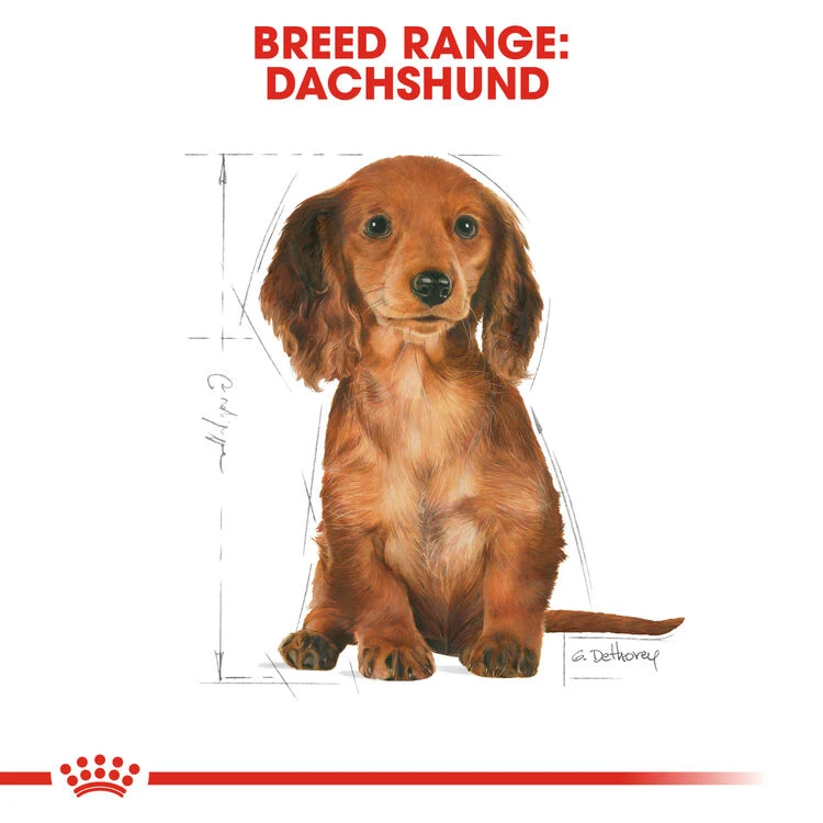 ROYAL CANIN® Dachshund Puppy Dry Food 8 ROYAL CANIN® Dachshund Puppy Dry Food - Image 6