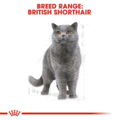 ROYAL CANIN® British Shorthair Adult Dry Cat Food 17 ROYAL CANIN® British Shorthair Adult Dry Cat Food -PetJoy Shop ug5hscevubwzsebfa4aw