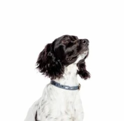 FatFace Marching Dogs Collar -PetJoy Shop uj7pq4fg