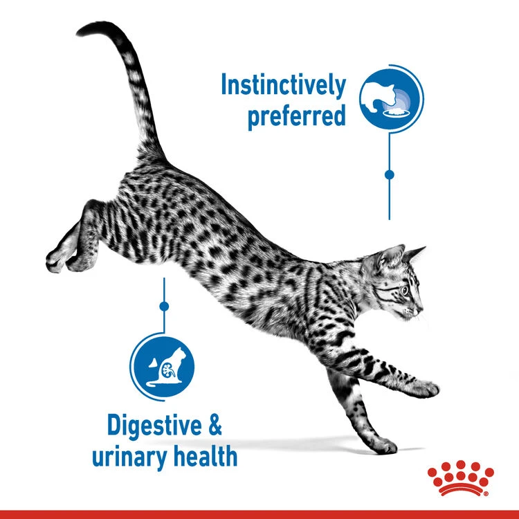 ROYAL CANIN® Indoor Sterilised In Jelly Adult Wet Cat Food 6 ROYAL CANIN® Indoor Sterilised In Jelly Adult Wet Cat Food - Image 4