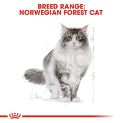 ROYAL CANIN® Norwegian Forest Adult Dry Cat Food -PetJoy Shop ygpsixmc5bzbquxmvex1