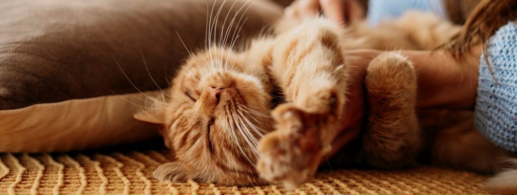 Front Page -PetJoy Shop 3