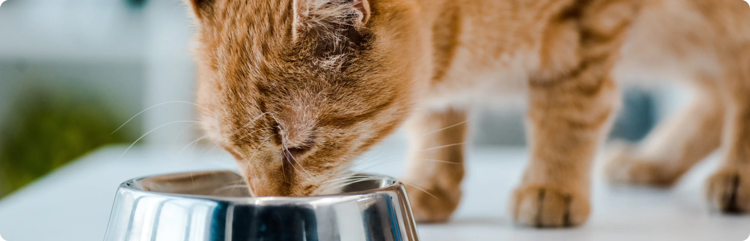 Front Page -PetJoy Shop banner247 scaled