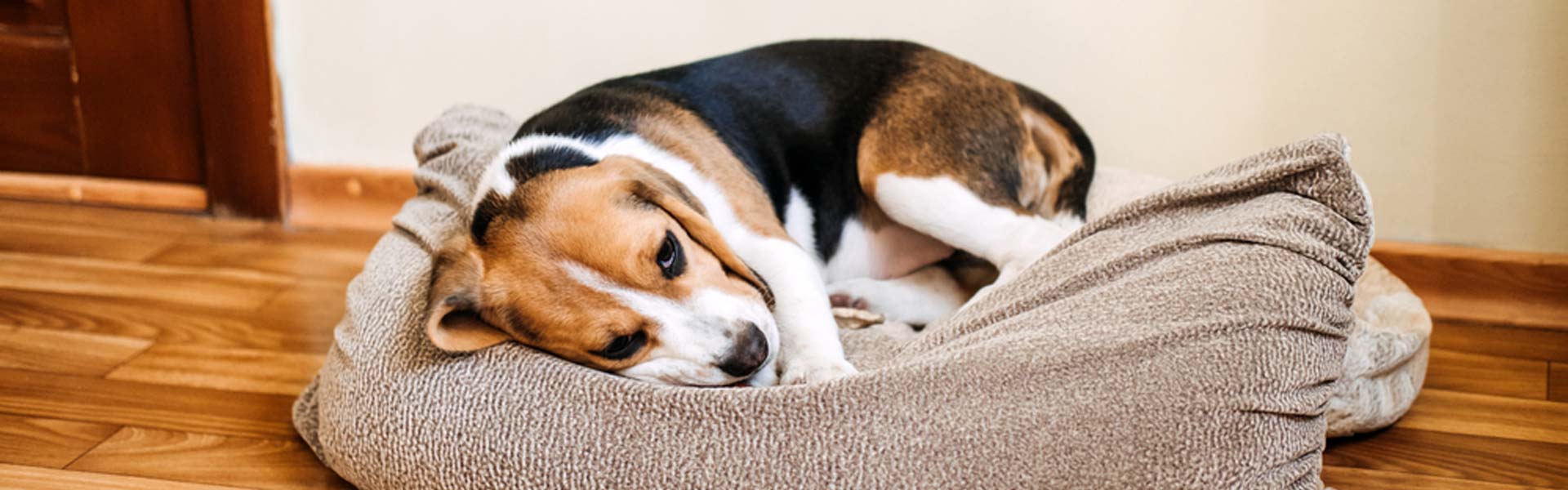 Front Page -PetJoy Shop banner398